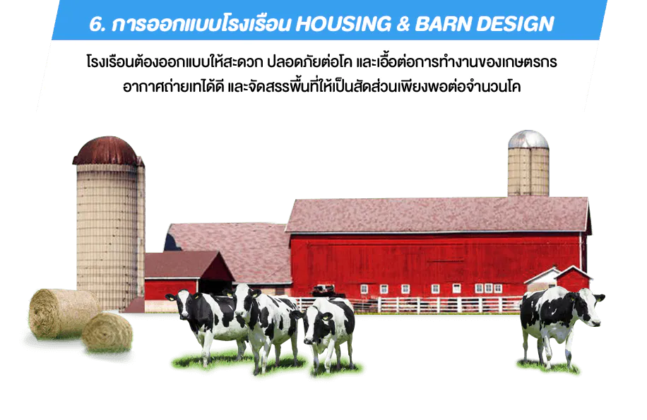6. การออกแบบโรงเรือน Housing & Barn Design โรงเรือนต้องออกแบบให้สะดวก ปลอดภัยต่อโค และเอื้อต่อการทำงานของเกษตรกรอากาศถ่ายเทได้ดี และจัดสรรพื้นที่ให้เป็นสัดส่วนเพียงพอต่อจำนวนโค